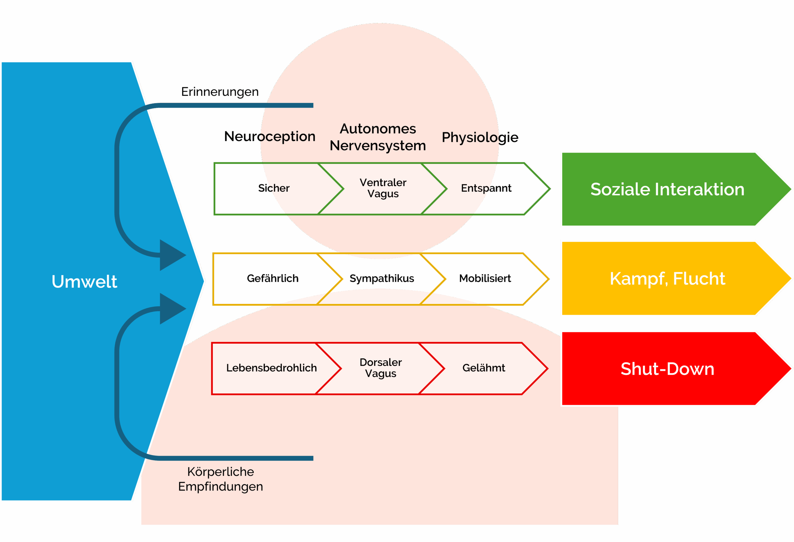 Polyvagal-Theorie